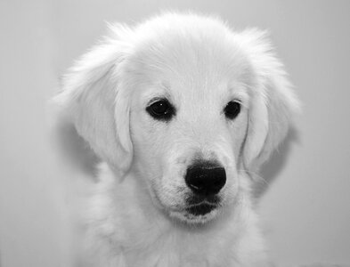 Photo black white portrait domestic animal