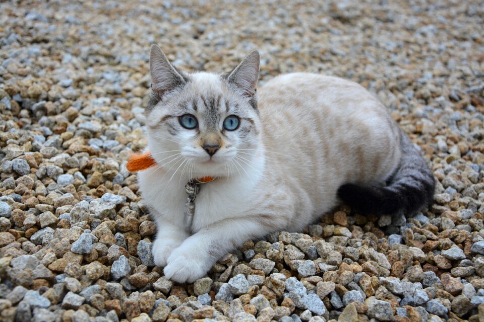 Cat eyes domestic animal animal