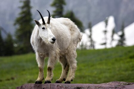 Grass outdoors goat photo