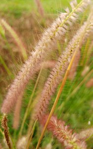 Hairy meadow environment