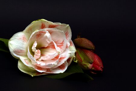 Flower close up nature
