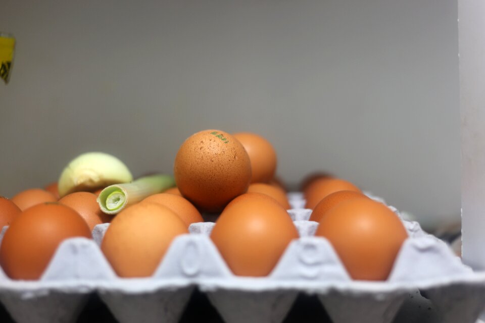 Shell eggshell gray food