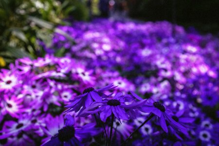 Blossom leaf petals photo