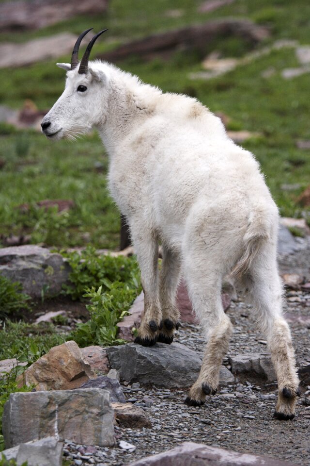 Outdoors wildlife goat