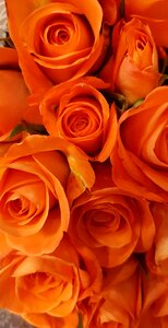 Bloom flower orange rose photo