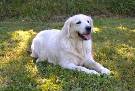 Sunset female doggie