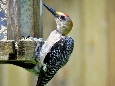 Close up woodpecker wildlife