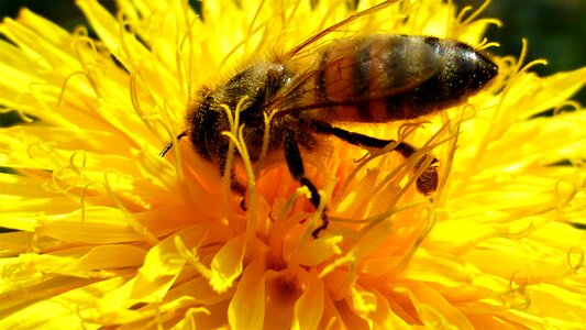 Flower pollination petals