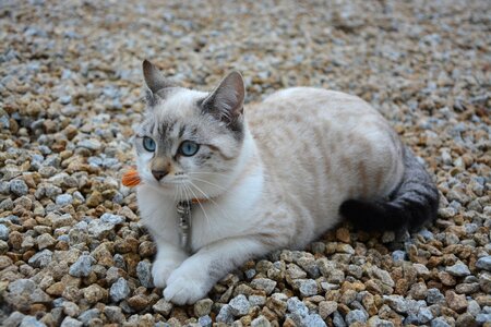 Cat eyes blue eyes ask ground lengthen photo