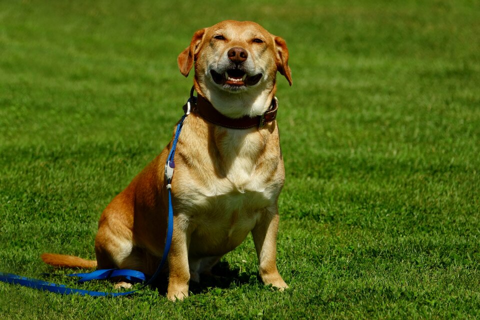 Dog mammal smiling dog