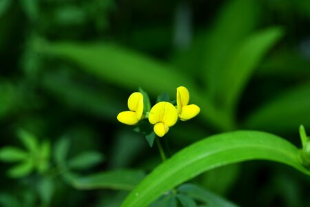 Bee yellow flower asian birdsfoot-trefoil yellow