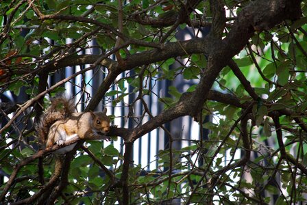 Outdoors wood animal