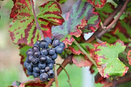 Read grapevine winegrowing