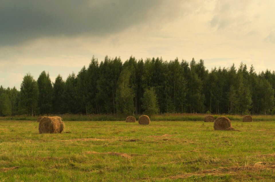 Hay summer forest