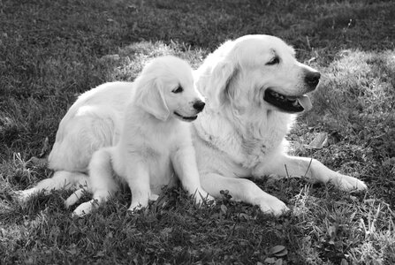 Photo black white puppy mom baby mother