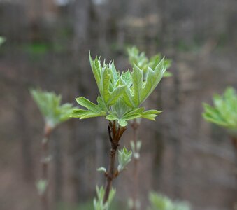 Plant fuzzy spring