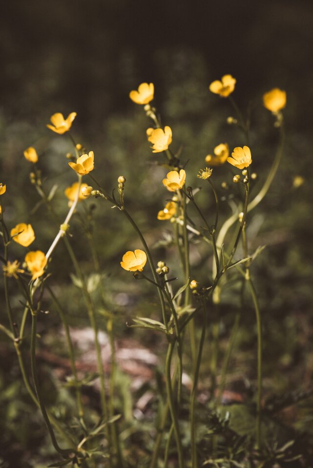 Nature plant flower