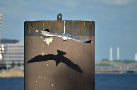 Hanseatic city port of hamburg seagull