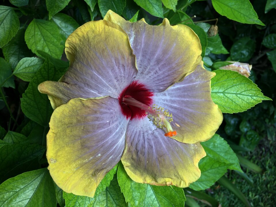 Garden spring petals