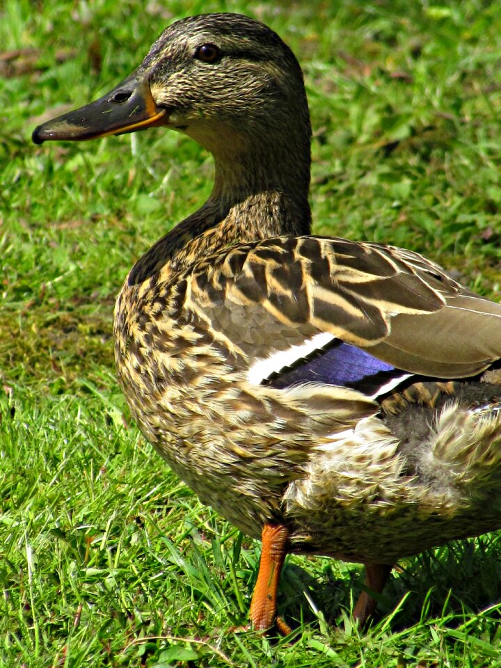 Water kaczor bird
