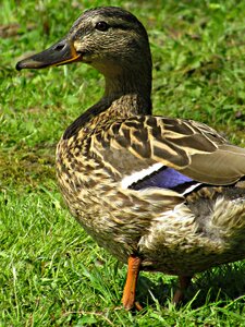 Water kaczor bird