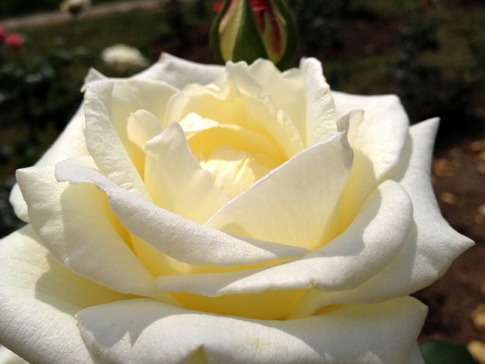 Petals delicacy plant