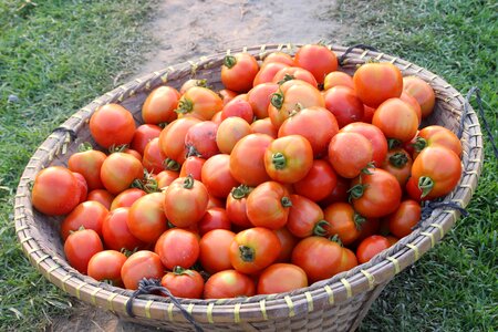 Healthy grow tomatoes photo