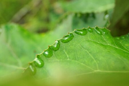 Water nature dew