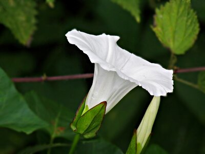 Flowers blooms creeper