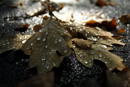 Dry leaves sorrow farewell