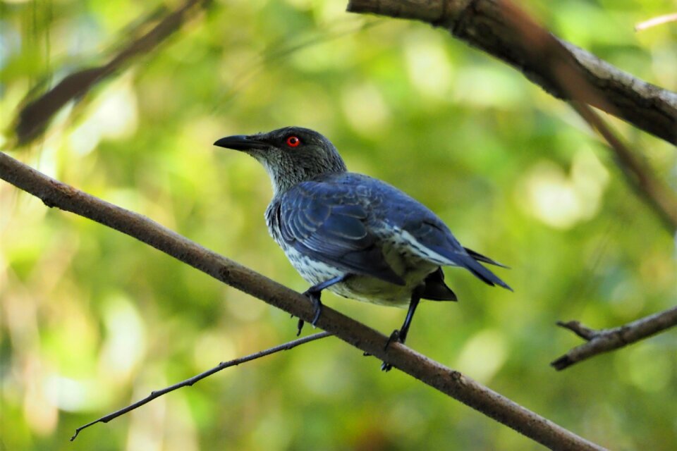 Wing outdoors starling