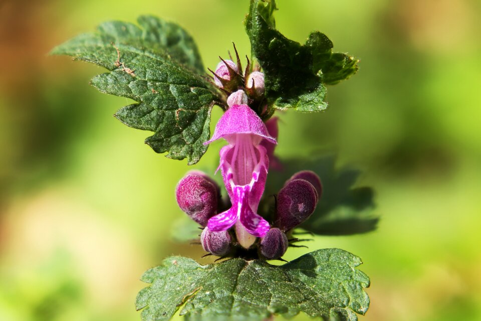 Leaf flower close up photo