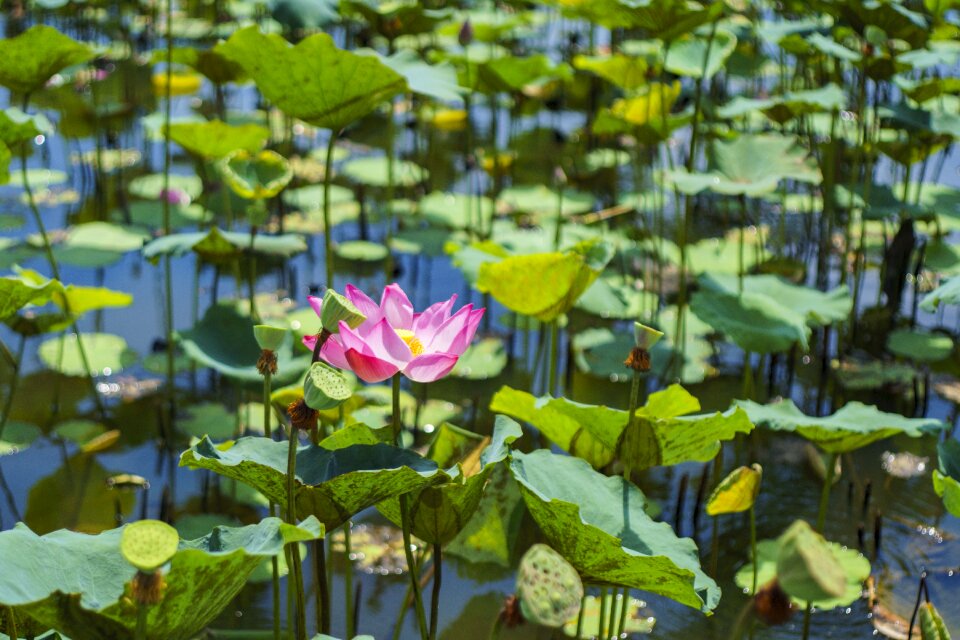 Lotus pink nature
