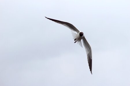 Flight seagull sky photo