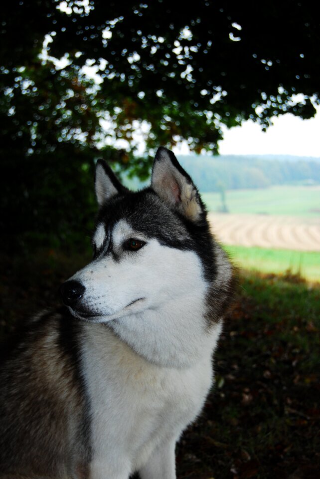 Sled dog face young dog