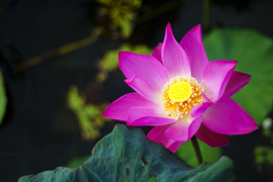 Lotus nature pink