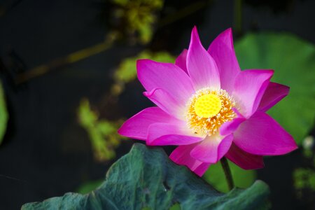 Lotus nature pink photo