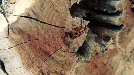 Cracked wood timber brown circle photo