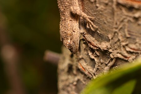Wood tree lizard photo
