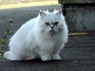 Kitten cat portrait long-haired cat photo