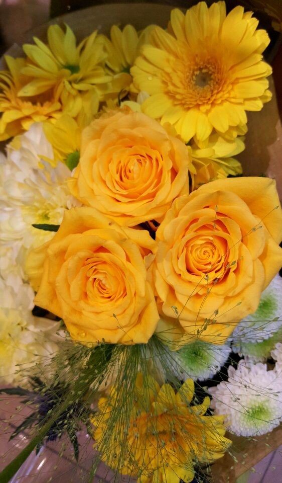 Close up rose yellow petals photo