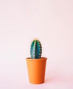 Pot spikes indoor