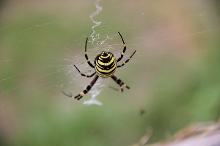 Arachnid nature web photo