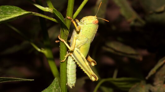 Nature insect macro