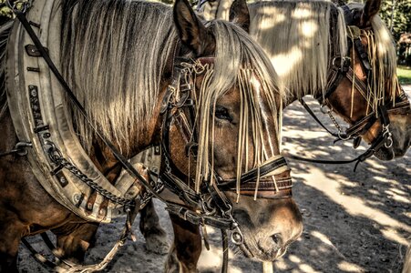 Span yoke bridle photo