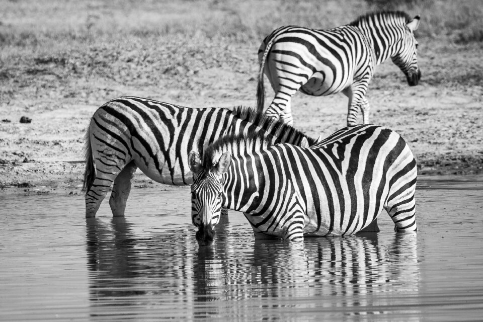 Equid waterhole eyes