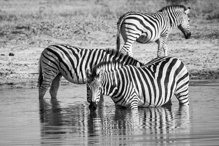 Equid waterhole eyes photo