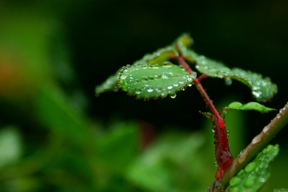 Macro wet leaf