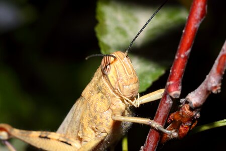 Living nature animals bespozvonochnoe