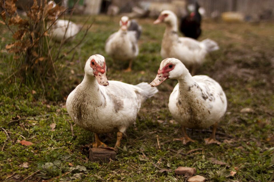 Poultry duck goose